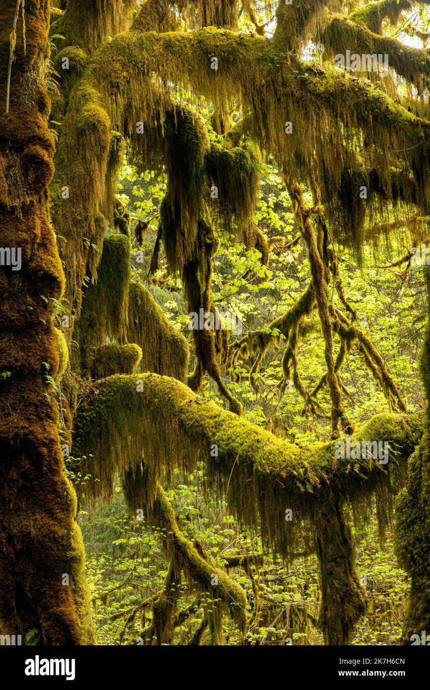 WA22325-00...WASHINGTON - Moos bedeckten Big Leaf Ahornbaum in der Hall of Mosses Sektion des Hoh Rain Forest im Olympic National Park. Stockfoto