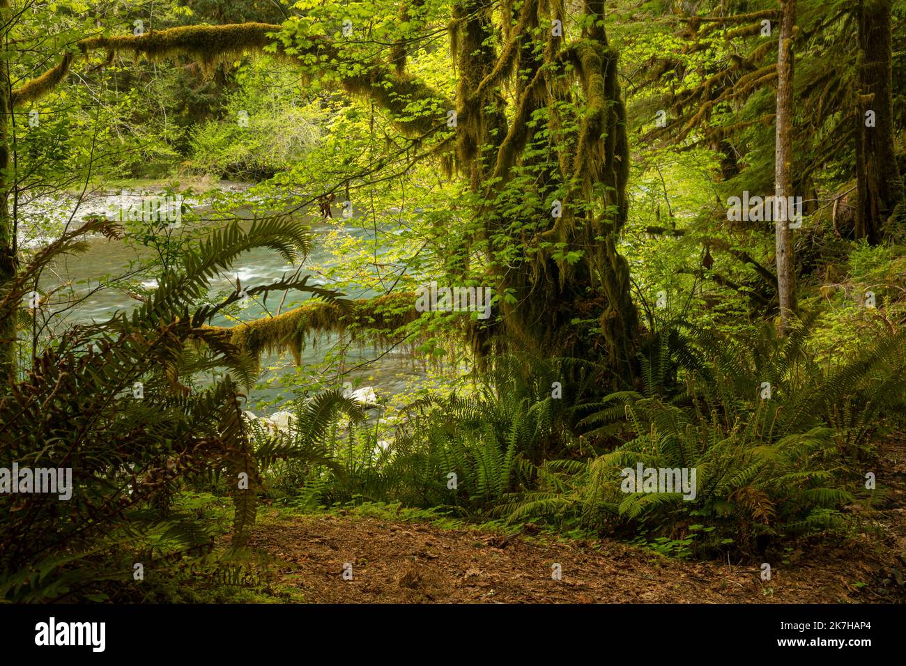 WA22346-00...WASHINGTON - Western Sword Farns und Moos bedeckten Big Leaf Ahornbäume entlang der Ufer des Hoh River im Olympic National Park. Stockfoto