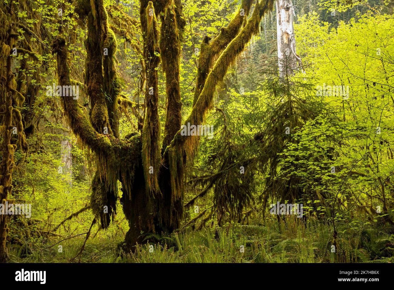 WA22349-00...WASHINGTON - sehr alter, mit Moos bedeckter Big Leaf Ahornbaum im Hoh Rain Forest des Olympic National Park. Stockfoto