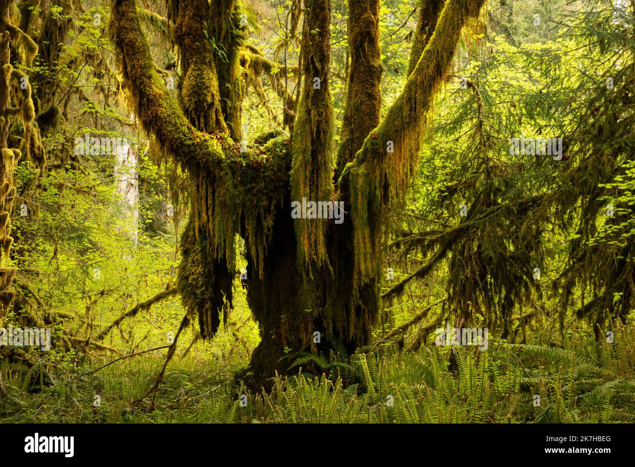 WA22350-00...WASHINGTON - sehr alter, mit Moos bedeckter Big Leaf Ahornbaum im Hoh Rain Forest des Olympic National Park. Stockfoto