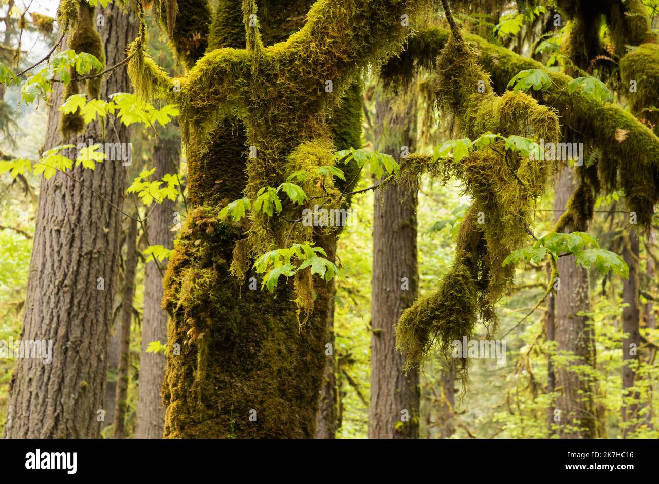 WA22353-00...WASHINGTON - Moos bedeckten Big Leaf Ahornbaum unter den immergrünen Bäumen im Quinault Regenwald des Olympic National Park. Stockfoto