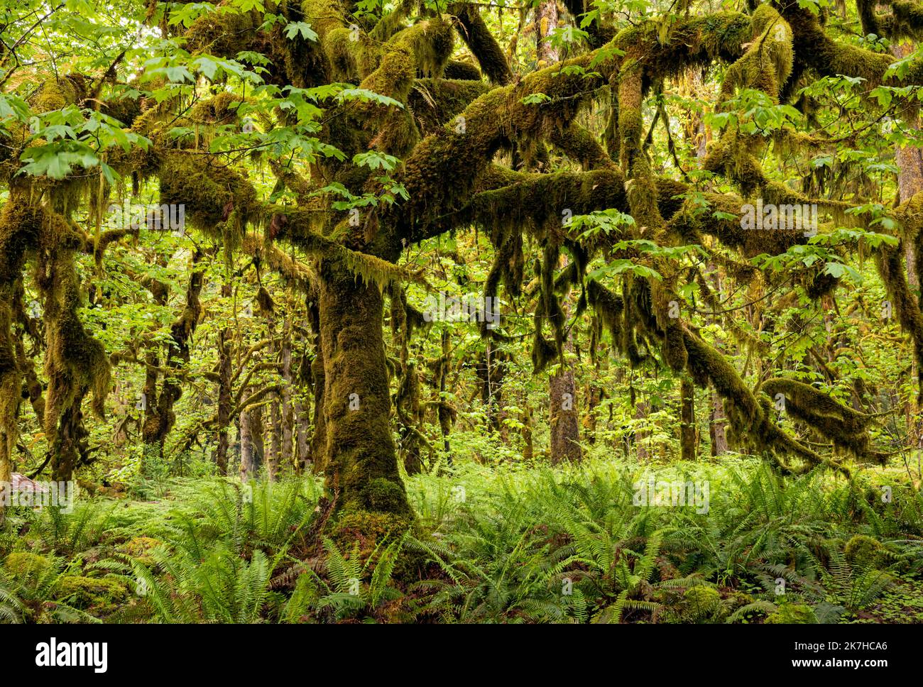 WA22354-00...WASHINGTON - Moos bedeckten Big Leaf Ahornbäume auf dem Graves Creek Campground im Quinault Rain Forest des Olympic National Park. Stockfoto