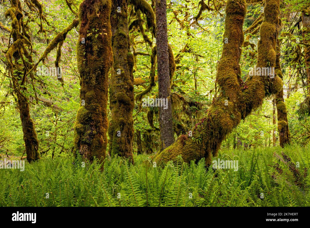 WA223609-00...WASHINGTON - Moos und Farn bedeckten Big Leaf Ahornbäume und Western Sword Farns im Quinault Rain Forest, Olympic National Park. Stockfoto