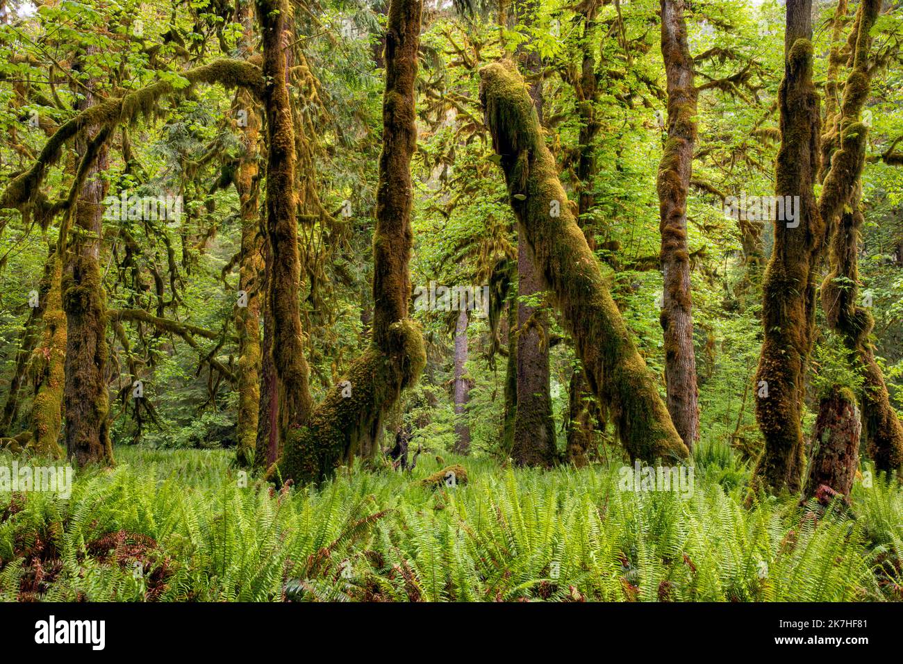 WA22361-00...WASHINGTON - Moos und Farn bedeckten Big Leaf Ahornbäume und Western Sword Farns im Quinault Rain Forest, Olympic National Park. Stockfoto
