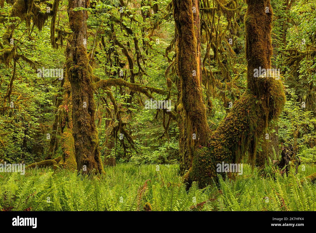 WA22362-00...WASHINGTON - Moos und Farn bedeckten Big Leaf Ahornbäume und Western Sword Farns im Quinault Rain Forest, Olympic National Park. Stockfoto