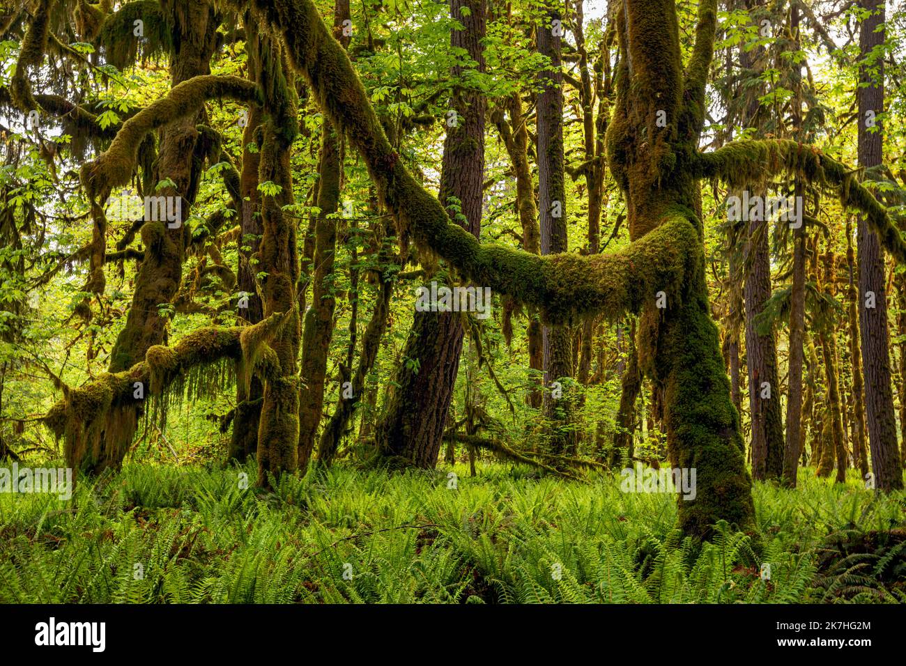 WA22362-00...WASHINGTON - Moos bedeckten Big Leaf Ahornbäume und Western Sword Farns im Quinault Rain Forest, Olympic National Park. Stockfoto