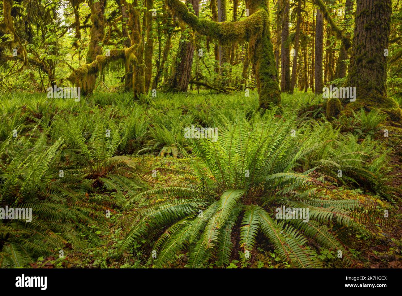 WA22364-00...WASHINGTON - Moos bedeckten Big Leaf Ahornbäume und Western Sword Farns im Quinault Rain Forest, Olympic National Park. Stockfoto