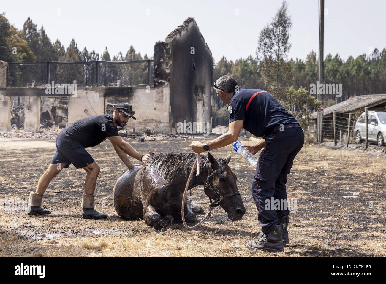 ©PHOTOPQR/LE PARISIEN/ARNAUD DUMONTIER ; Belin-Beliet ; 13/08/2022 ; Belin-Beliet (33) - Samedi 13 août 2022 - Reportage sur les incendies qui ravage la Gironde et les Landes Anhänger deux heures et demi, des habitants de Joué (hameau de Belin-Beliet) ont essayperé de depuun is sauur. Le cheval brulé aux jambes et à l'encolure ne pourra être sauvé, il sera euthanasié à l'arrivé de la vétérinaire. © Arnaud Dumontier pour Le Parisien das Feuer, das seit Dienstagnachmittag in Gironde wütet, hat 7400 Hektar Vegetation verwüstet. Stockfoto