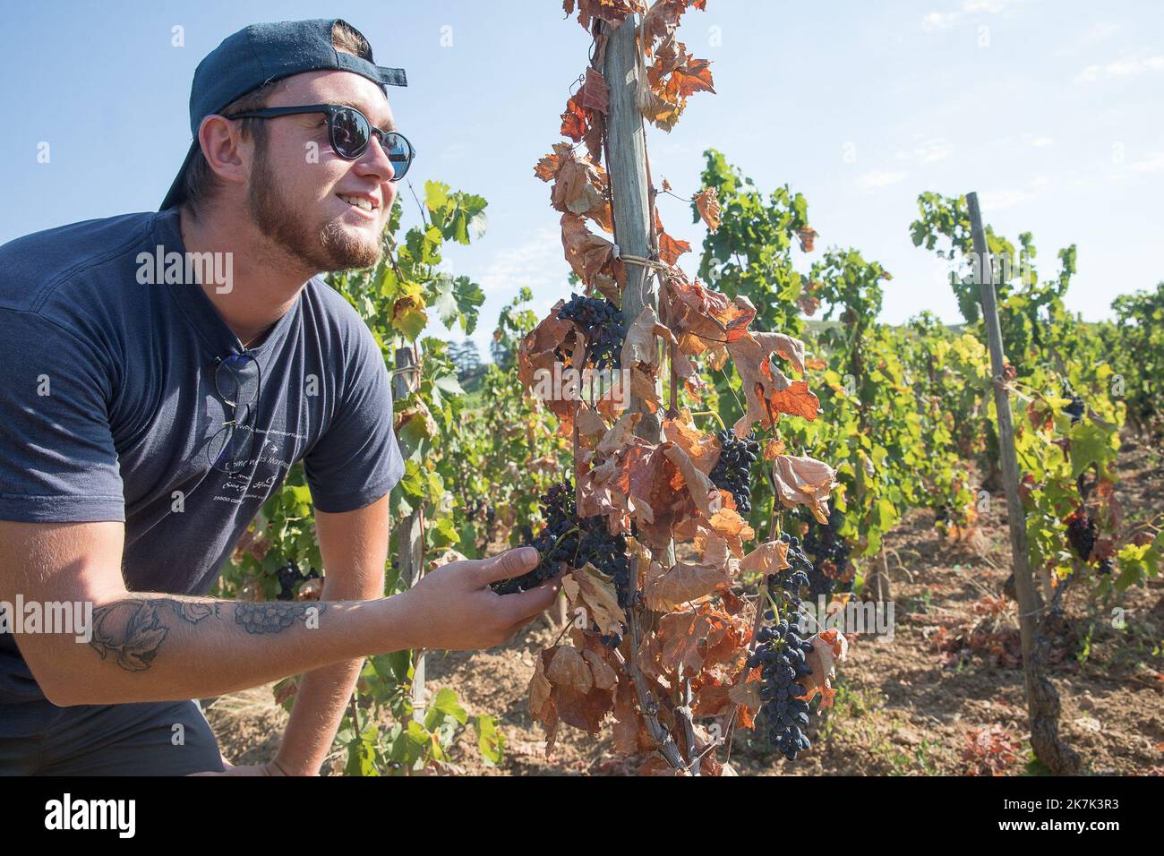 ©PHOTOPQR/LE DAUPHINE/Fabrice ANTERION ; Tain-l'Hermitage ; 11/08/2022 ; Le Dauphine Libere - Photo Fabrice ANTERION , Tain l'Hermitage (Drome), le 11.08.2022. Thomas FAIOLLE, Viticulteur du domaine des martinelles & Aloes a Gervan, dans l'Appelation Hermitage . A cause du réchauffement climatique, ce vigneron de l'Ardèche est alé prendre des conseils auprès des viggnerons d'Afrique du Sud Tain l'Hermitage, Frankreich, august 11. 2022A cause du réchauffement climatique, ce vigneron de l'Ardèche est alé prendre des conseils auprès des viggnerons d'Afrique du Sud Stockfoto