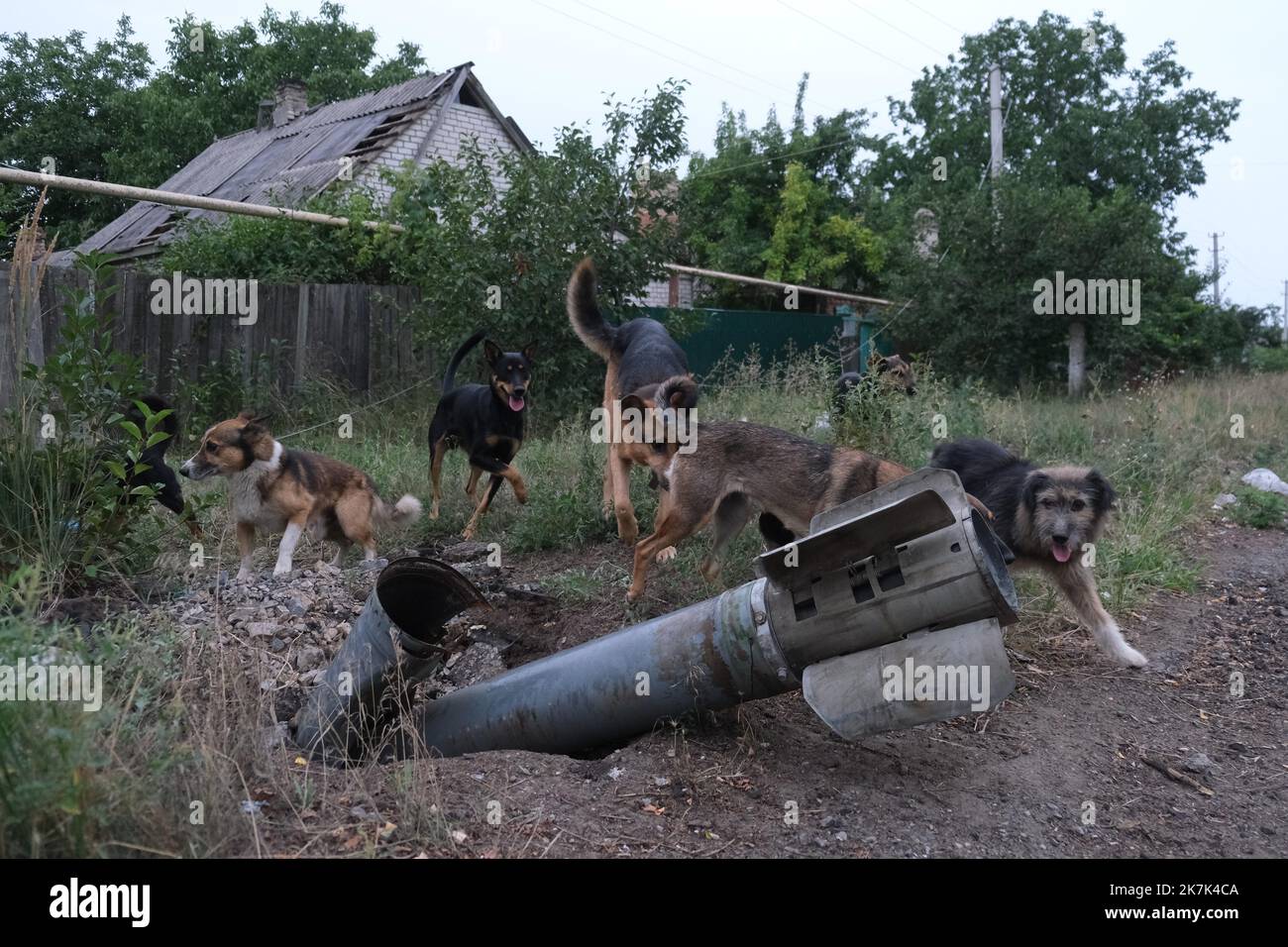 ©Sergey Shestak / Le Pictorium/MAXPPP - Siversk 09/02/2020 Sergey Shestak / Le Pictorium - 9/2/2020 - Ukraine / Donetsk Oblast / Siversk - La guerre et les chiens : des animaux abandonnes observent un rakete Ouragan recemment ecrase. / 9/2/2020 - Ukraine / Donezk / Siversk - Krieg und Hunde : verlassene Tiere beobachten eine kürzlich gelandete Uragan-Rakete Stockfoto