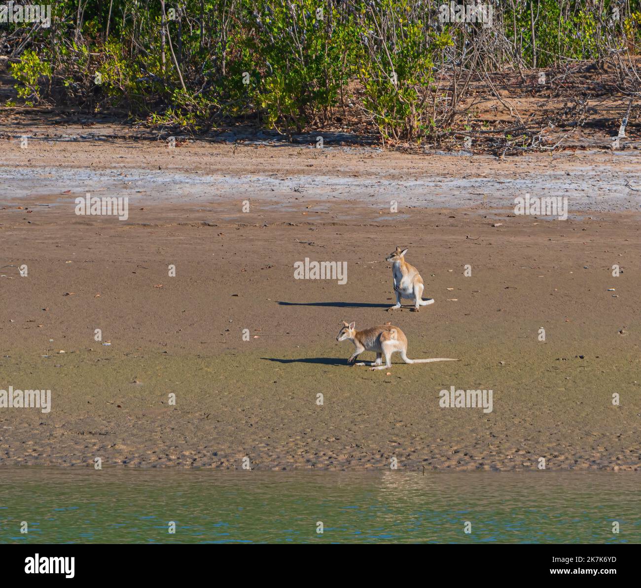 Kängurus am Strand des Albert River, Burketown, Gulf of Karpentaria, Queensland, QLD, Australien Stockfoto