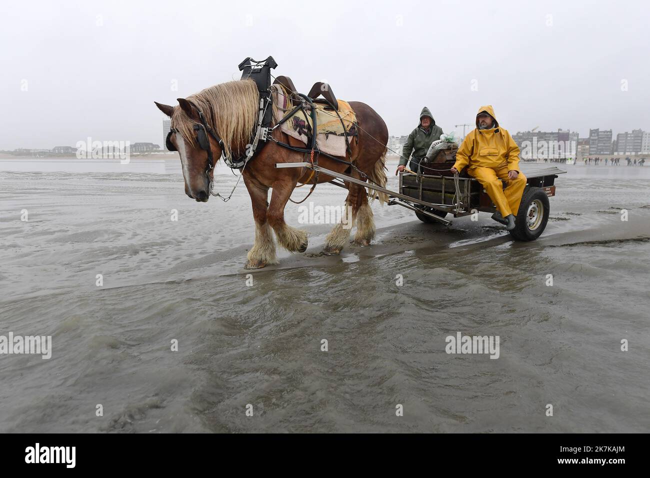 ©PHOTOPQR/VOIX DU Nord/Marc Demeure ; 14/09/2022 ; Coxyde (Belgique) le 14/09/2022. Peche aux crevettes a cheval, Tradition seculaire inscrite au patrimoine culturel imateriel de l'humanite par l'UNESCO . Foto MARC DEMEURE / La Voix Du Nord. - Die Fischerei auf Garnelen zu Pferd, eine Tradition, die von der UNESCO in das immaterielle Kulturerbe der Menschheit eingetragen wurde. Stockfoto