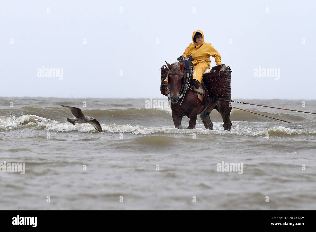 ©PHOTOPQR/VOIX DU Nord/Marc Demeure ; 14/09/2022 ; Coxyde (Belgique) le 14/09/2022. Peche aux crevettes a cheval, Tradition seculaire inscrite au patrimoine culturel imateriel de l'humanite par l'UNESCO . Foto MARC DEMEURE / La Voix Du Nord. - Die Fischerei auf Garnelen zu Pferd, eine Tradition, die von der UNESCO in das immaterielle Kulturerbe der Menschheit eingetragen wurde. Stockfoto