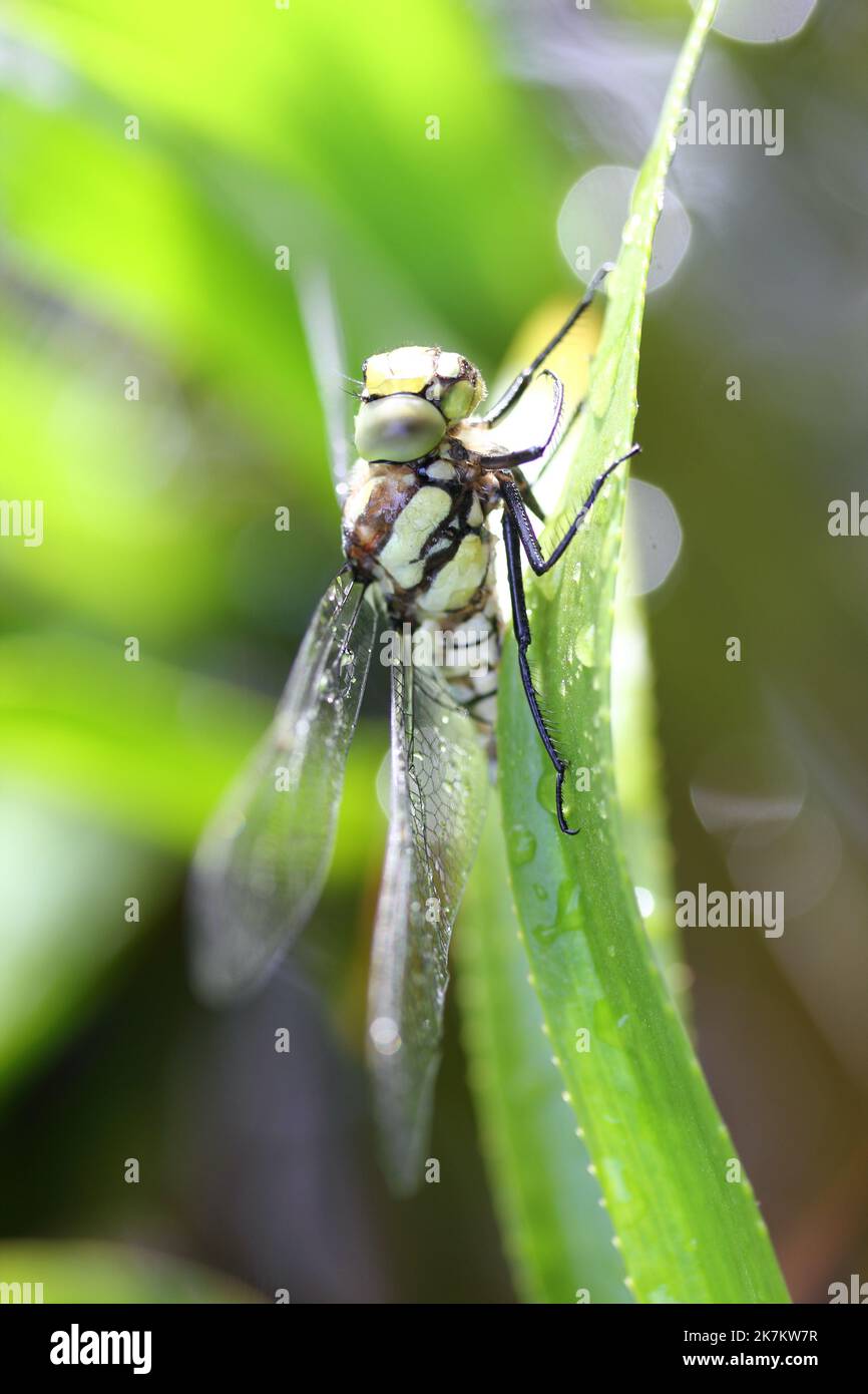 Die Libellen (Odonata) bilden eine Ordnung innerhalb der Insektenklasse (Insecta) Stockfoto