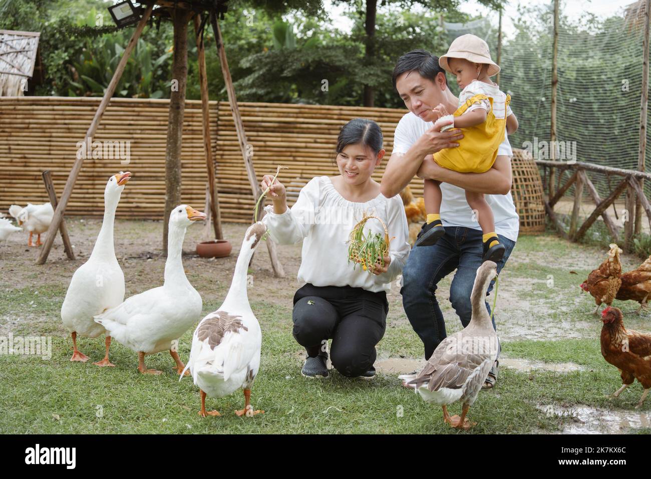 Glückliche Familie Vater, Mutter und Sohn füttern Ente auf dem Bauernhof. Stockfoto