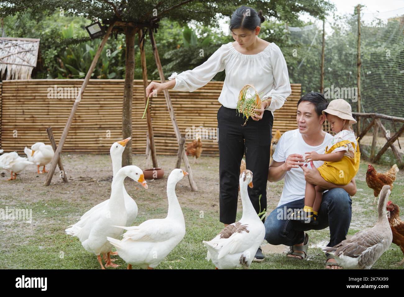 Glückliche Familie Vater, Mutter und Sohn füttern Ente auf dem Bauernhof. Stockfoto