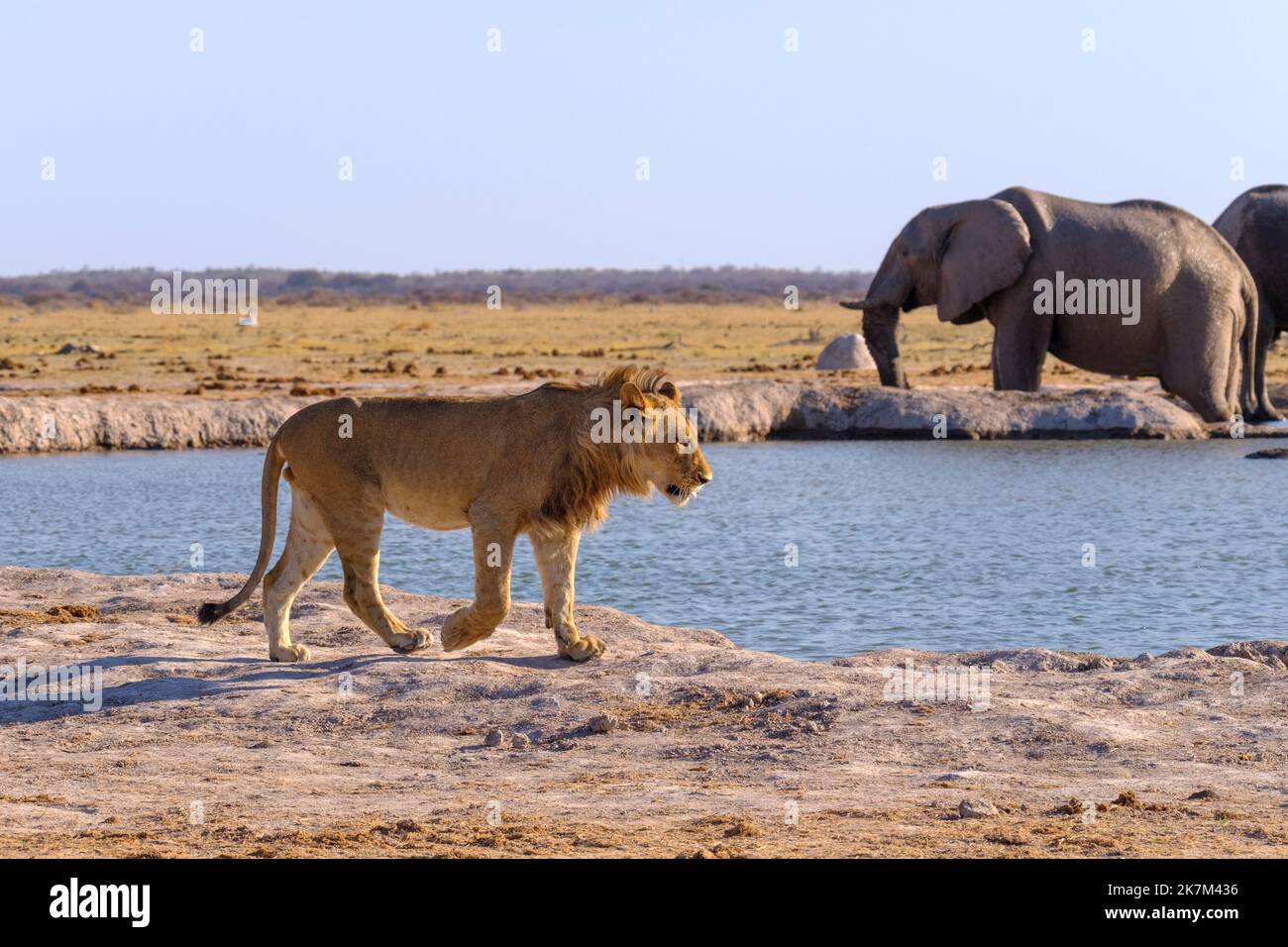 Junger Löwe (Panthera leo) überquert ein Wasserloch, dahinter sind Elefanten. Nxai Pan, Botswana, Afrika Stockfoto