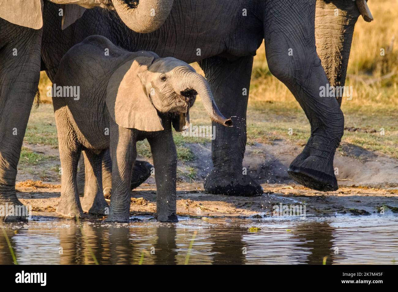 Elefanten (Loxodonta africana) Bucht, Erwachsene, junge Tiere trinken am Wasserloch. Okavango Delta, Botswana, Afrika Stockfoto