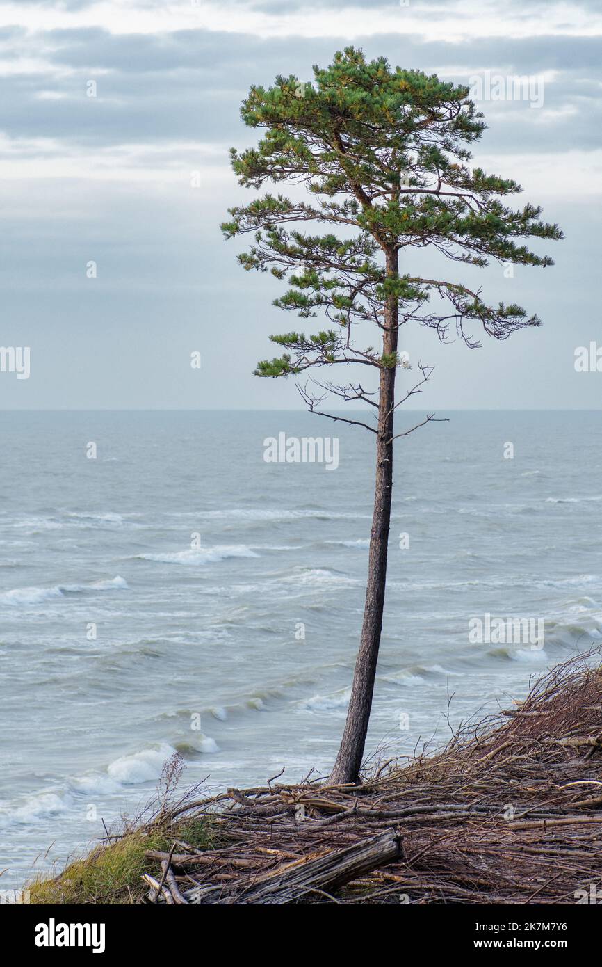 Einsame Kiefer mit schönen rauhen grauen Meer mit Wellen und Schilf und trockenes Gras zwischen den Dünen auf der Klippe, Meereslandschaft, vertikal Stockfoto
