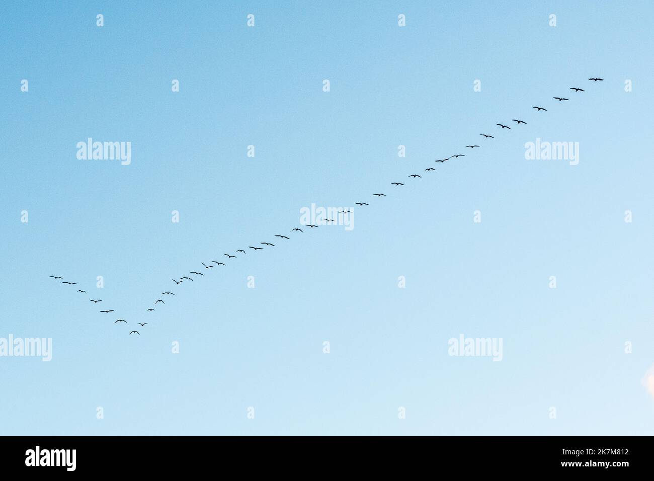 Schwarze Kormorane fliegen in V-Formation gegen den Himmel an der Ostsee in Litauen. Vogelzug-Konzept Stockfoto