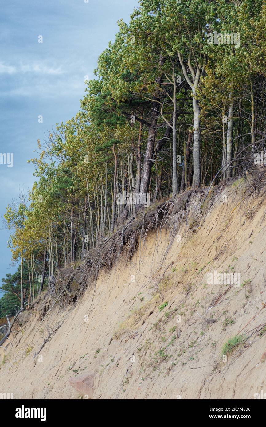 Der Holländer Cap, im litauischen Olando kepurė, Hügel oder parabolische Dünen mit Kiefern, die durch äolische Prozesse auf einem Moränenrücken, Ostsee, geschaffen wurden Stockfoto