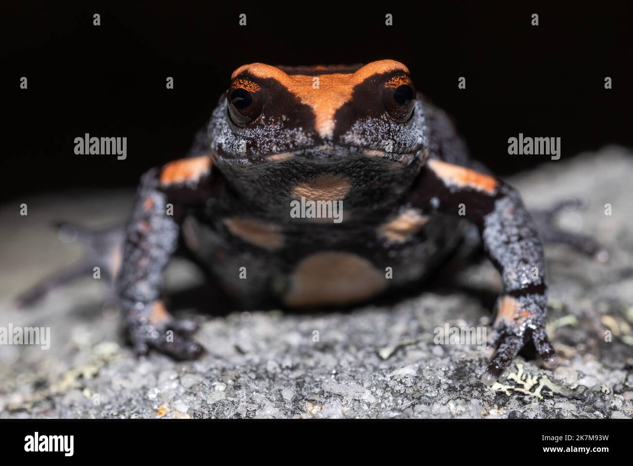 Nahaufnahme des australischen Rotkronenmaulkrötbichs Stockfoto