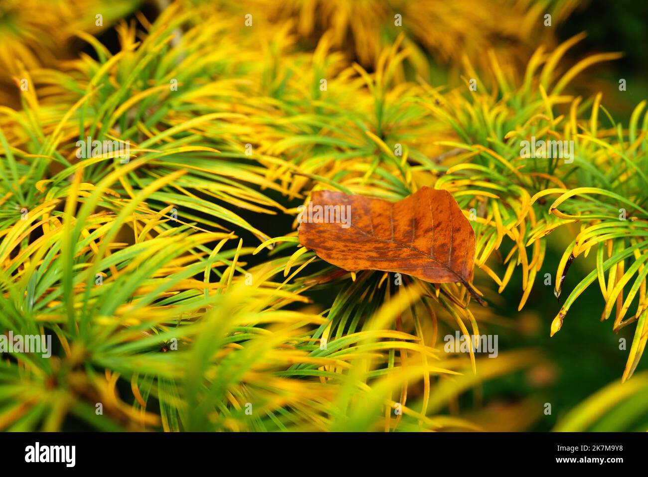 Gelb gefärbte Tannennadeln mit einfarbigem Laubblatt Stockfoto