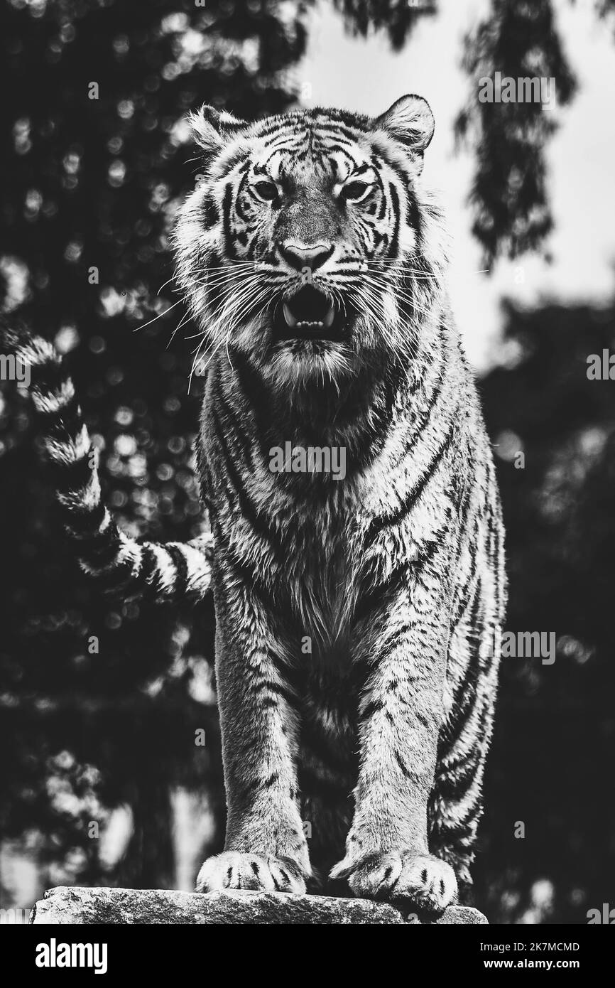 Ein schwarz-weißes Porträt eines sibirischen Tigers, der stolz auf einem Felsen steht. Das gestreifte gefährliche Raubtier schaut sich um, um Beute und das an zu entdecken Stockfoto