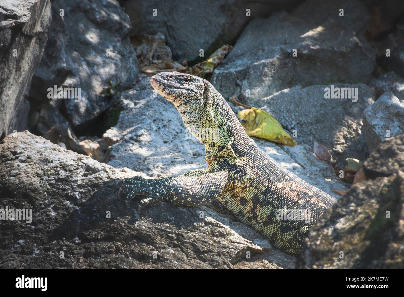 Aquatic Varano am felsigen Ufer des Viktoriasees, Tansania. Varanus-Salvator Stockfoto