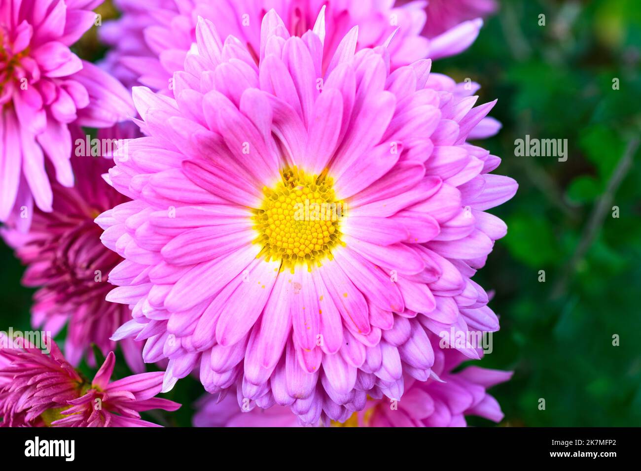 China Aster rosa und gelbe Blume, Nahaufnahme Stockfoto