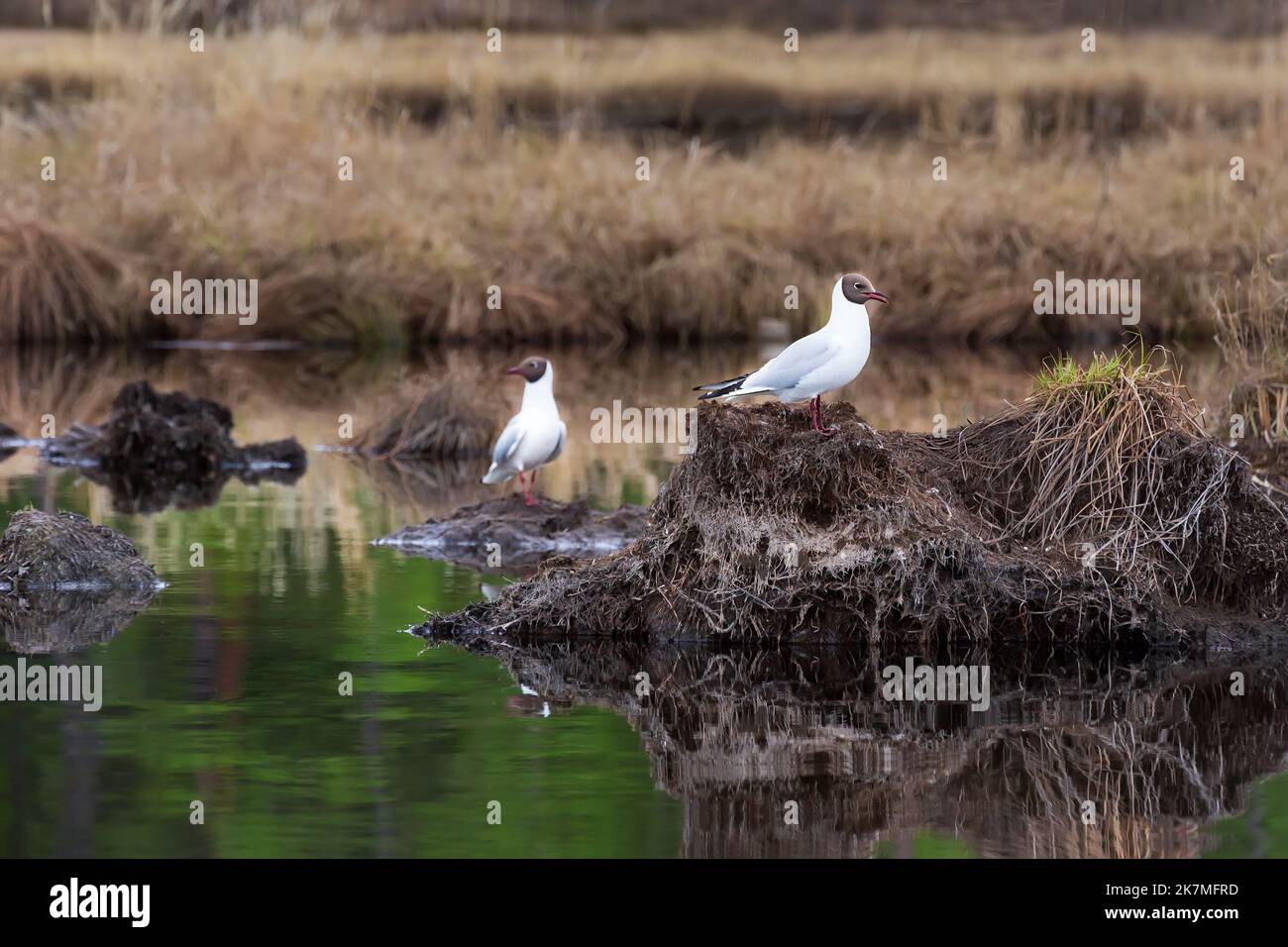 Zwei Möwen im Sumpf in der Nähe des Nestes im Juni Stockfoto