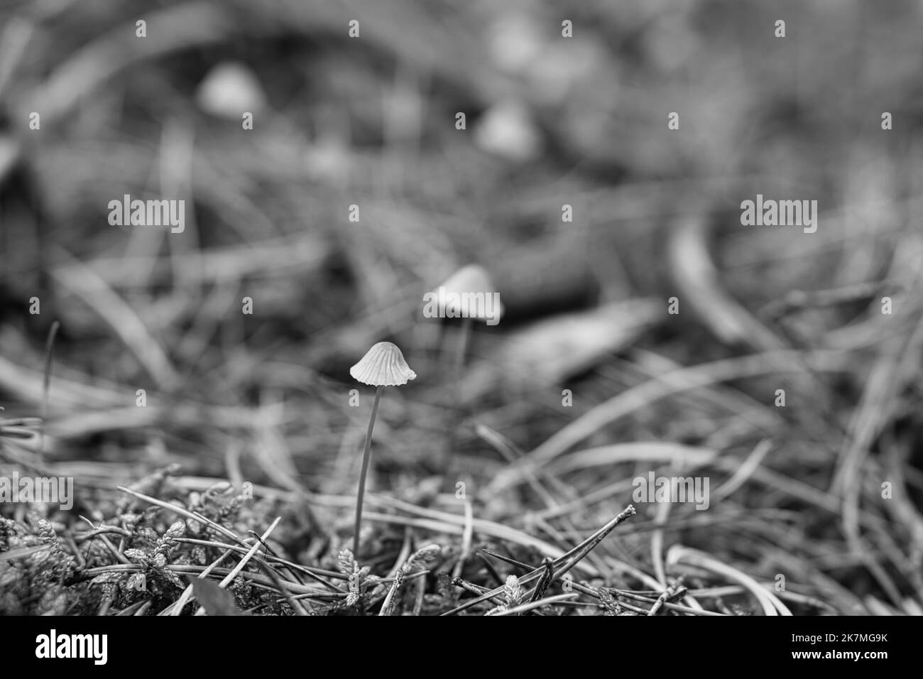 Eine Gruppe filigraner kleiner Pilze, in Schwarz und Weiß aufgenommen, auf dem Waldboden in weichem Licht. Makroaufnahme aus der Natur Stockfoto