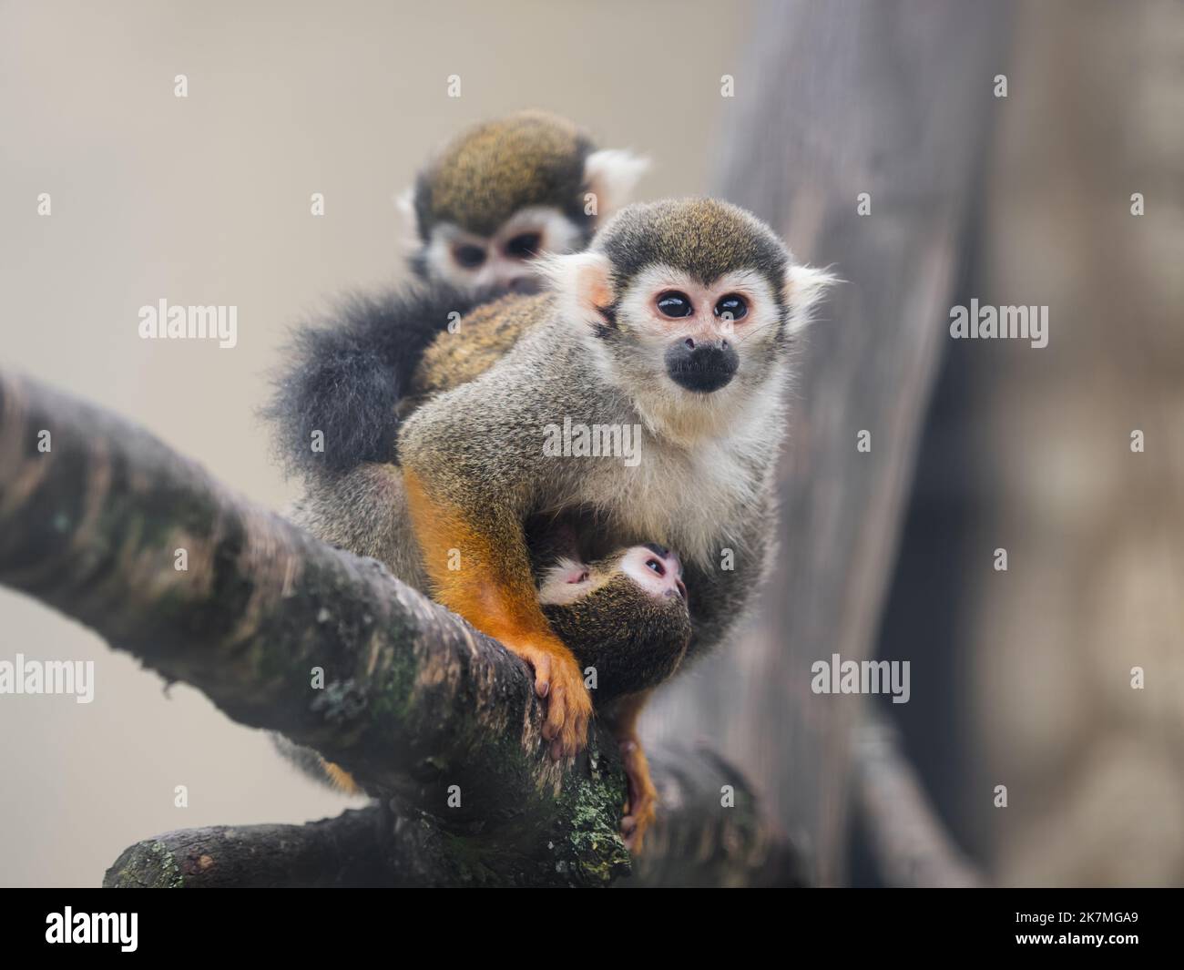 Familie von Eichhörnchen Affen. Männchen, Weibchen und Baby Saimiri sciureus halten auf einem Ast. Stockfoto