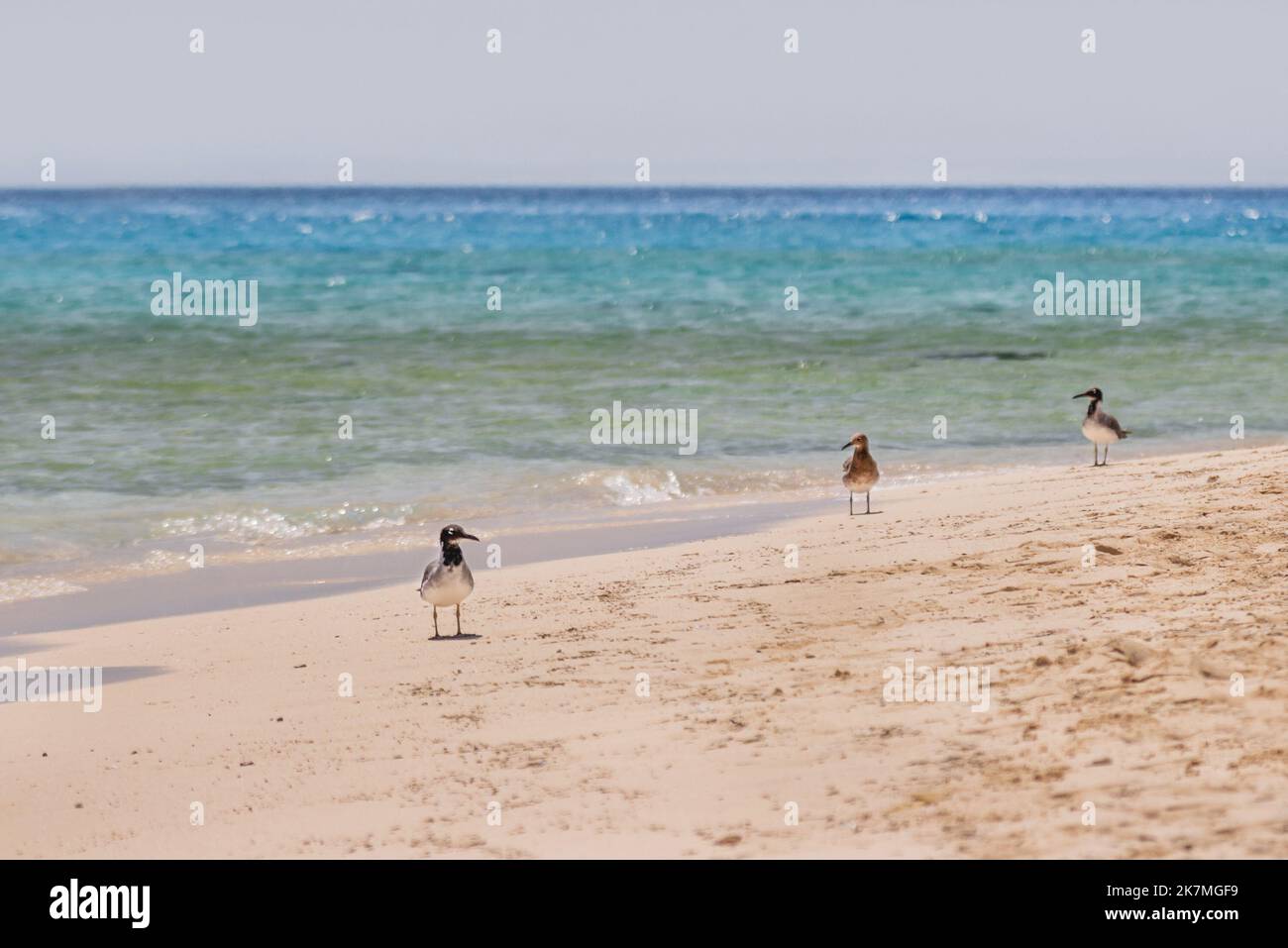 Drei Möwen stehen in der Brandung am Sandstrand. Rote Meer Küste mit Seevögeln. Ägypten. Stockfoto