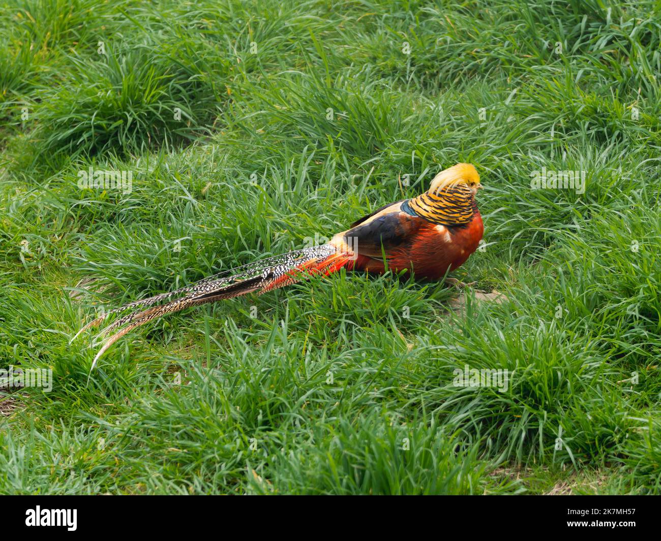 Goldener Fessant oder Chrysolophus pictus, auch bekannt als chinesischer Fessant. Heller Vogel mit regenbogenfarbenen Federn im Gras. Stockfoto