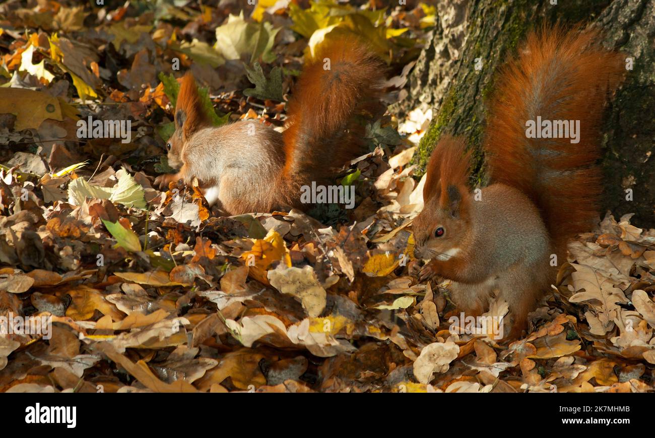 Protein(Sciuris) auf abgefallenen Blättern. Europe.Ukraine.Kharkov. Stockfoto