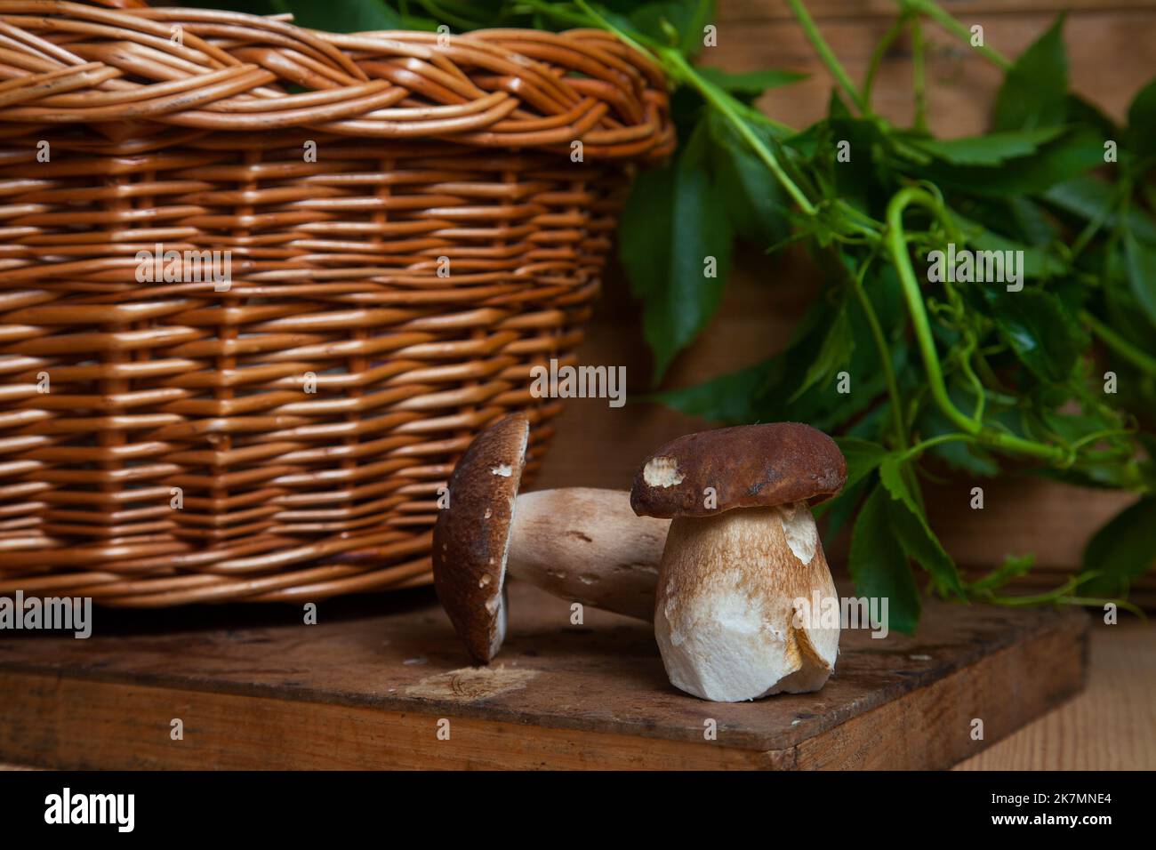 Ernte von essbaren Waldpilzen. Zwei Steinpilze (cep, Steinpilz oder ...