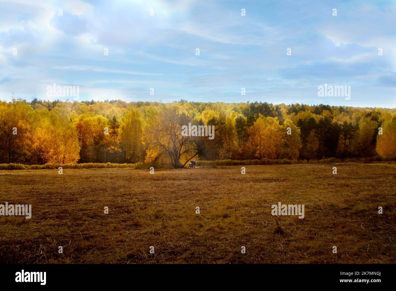 Herbstlicher Wald, der von der Sonne und einem Feld beleuchtet wird. Eine Frau mit einem Kinderwagen. Stockfoto