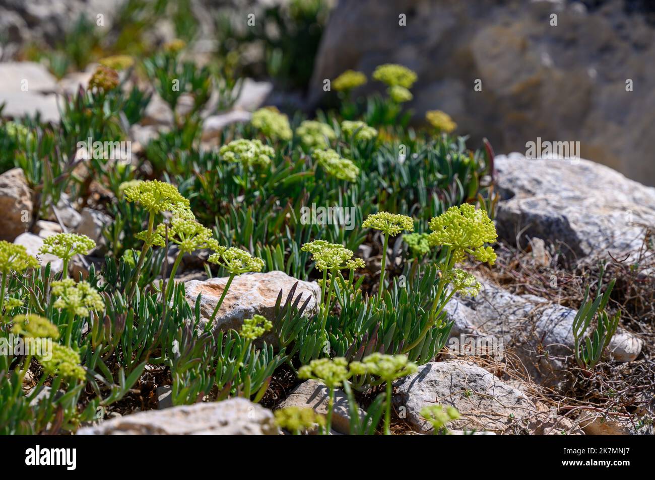 Hardy, Rock Samphire (Crithmum maritimum) Pflanzen wachsen auf dem felsigen Boden des regionalen Naturparks von Porto Selvaggio, Apulien (Apulien), Italien. Stockfoto