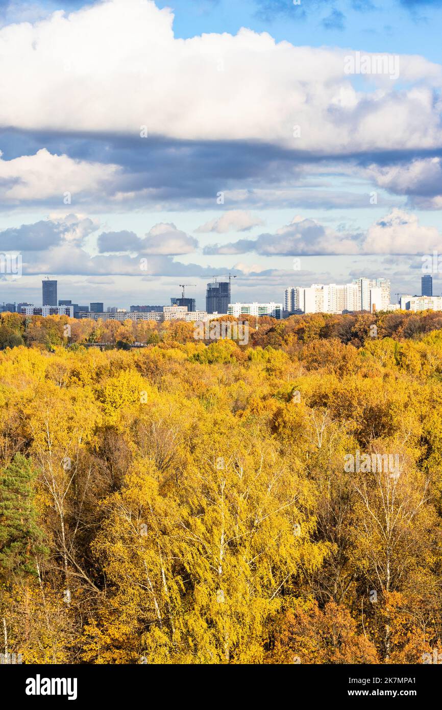 Gelber Herbstwald und moderne Hochhäuser am Horizont unter blauem Himmel mit weißen Wolken am sonnigen Tag Stockfoto