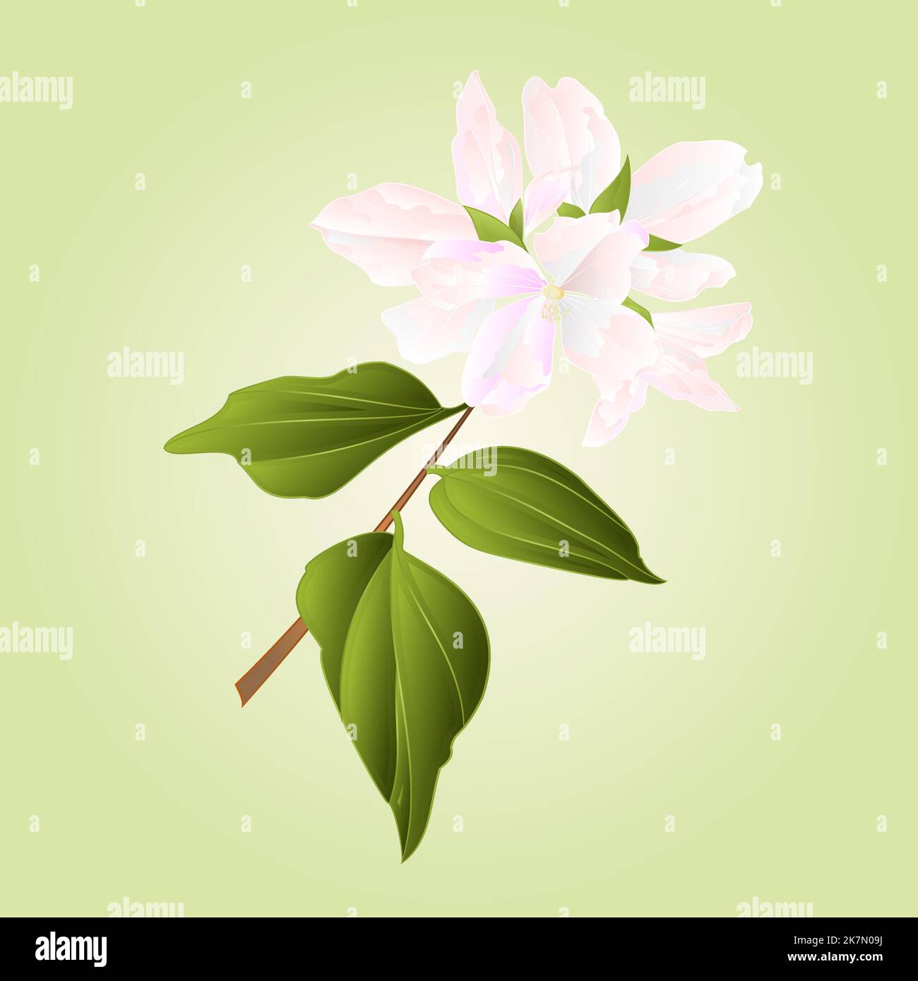 Philadelphus weiße Blume falsche Jasmin Vektor Illustration Stock Vektor