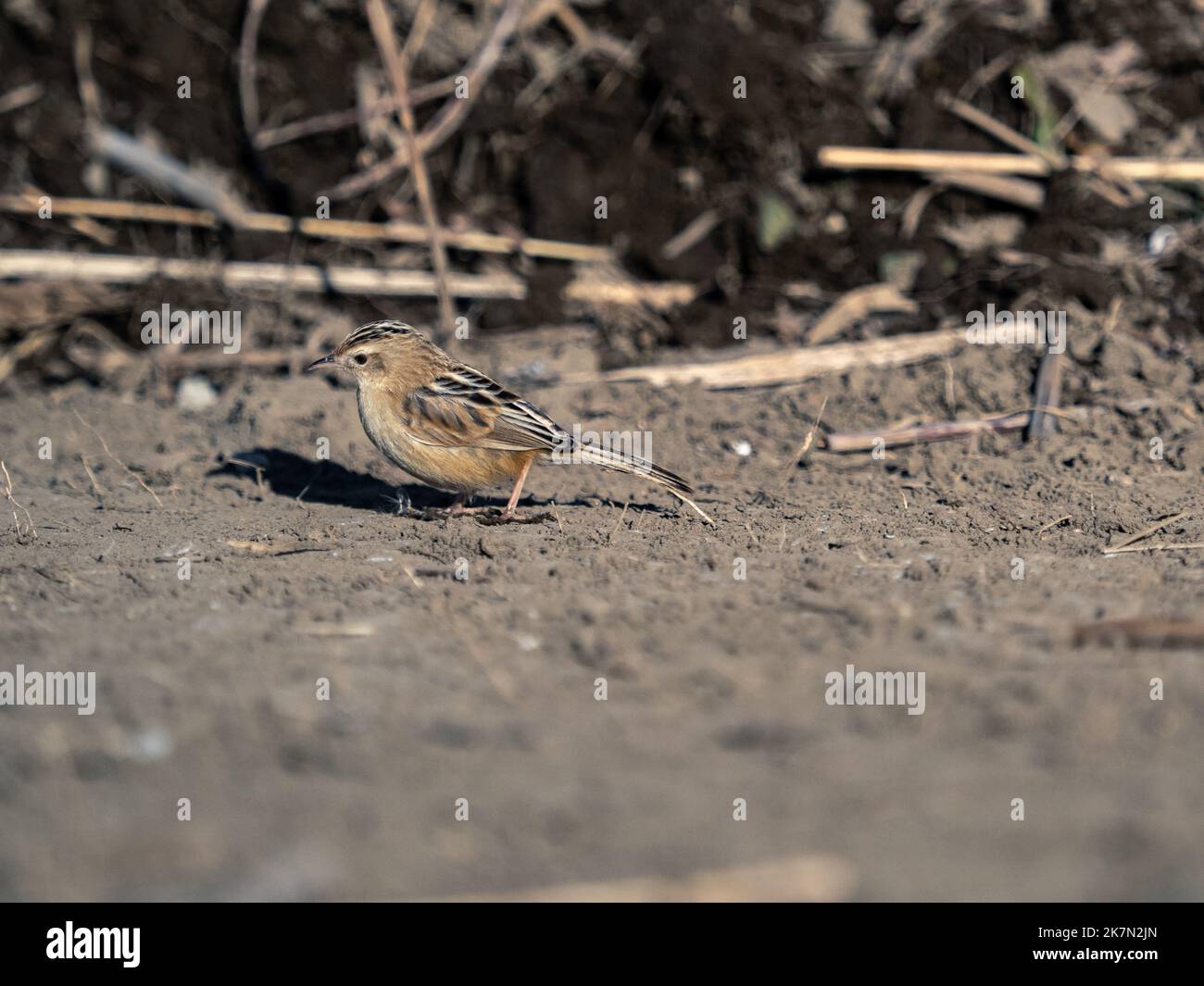 Ein gestreifte Fantnail-Waldsänger, der auf getrockneten Gräsern neben einem Teich in Fujisawa, Japan, sticht Stockfoto