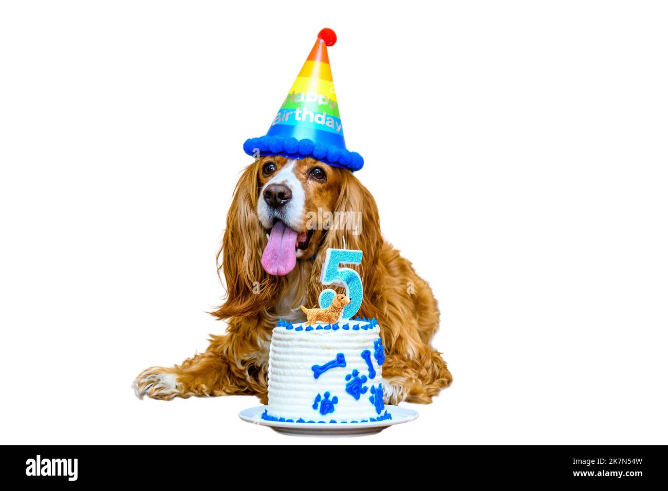 Süßes Cocker-Spaniel-Hundetier, das seinen fünfjährigen Geburtstag feiert. Keine Personen Stockfoto