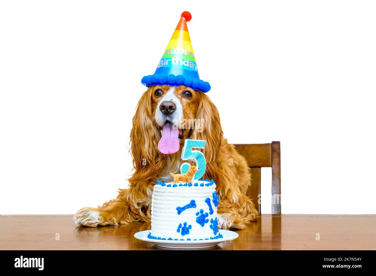 Süßes Cocker-Spaniel-Hundetier, das seinen fünfjährigen Geburtstag feiert. Keine Personen Stockfoto