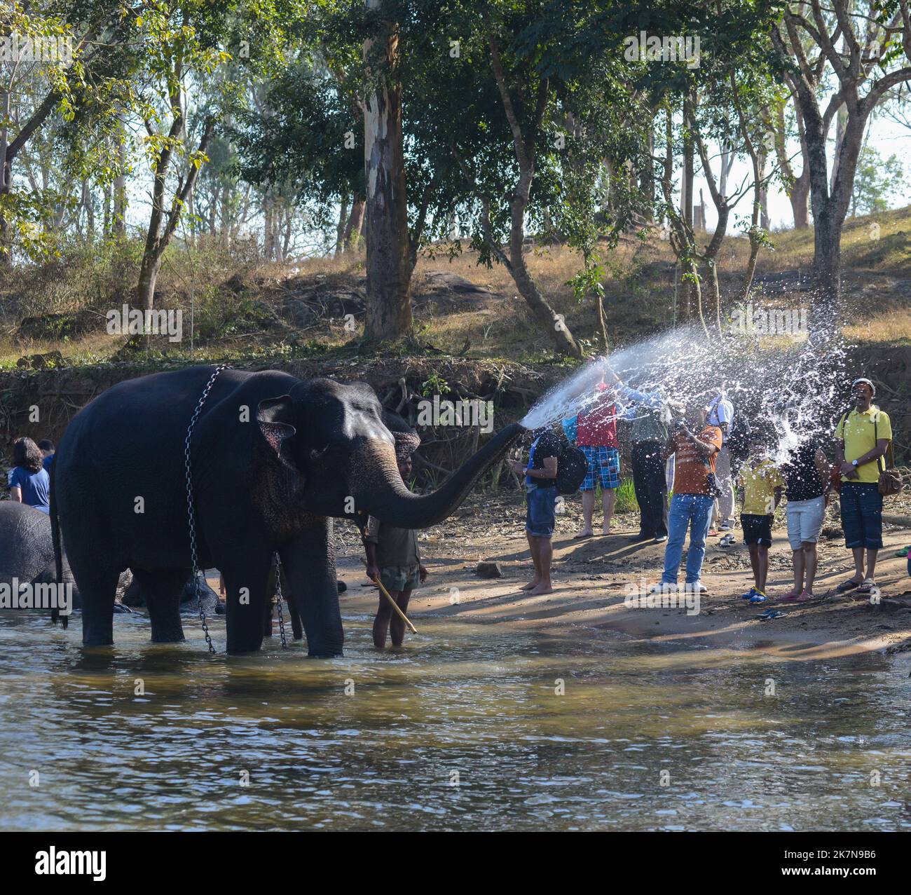 Coorg, Indien - 8. Januar 2014 - ein indischer Elefant spritzt Wasser auf Touristen im Fluss Kaveri in Coorg in Indien Stockfoto