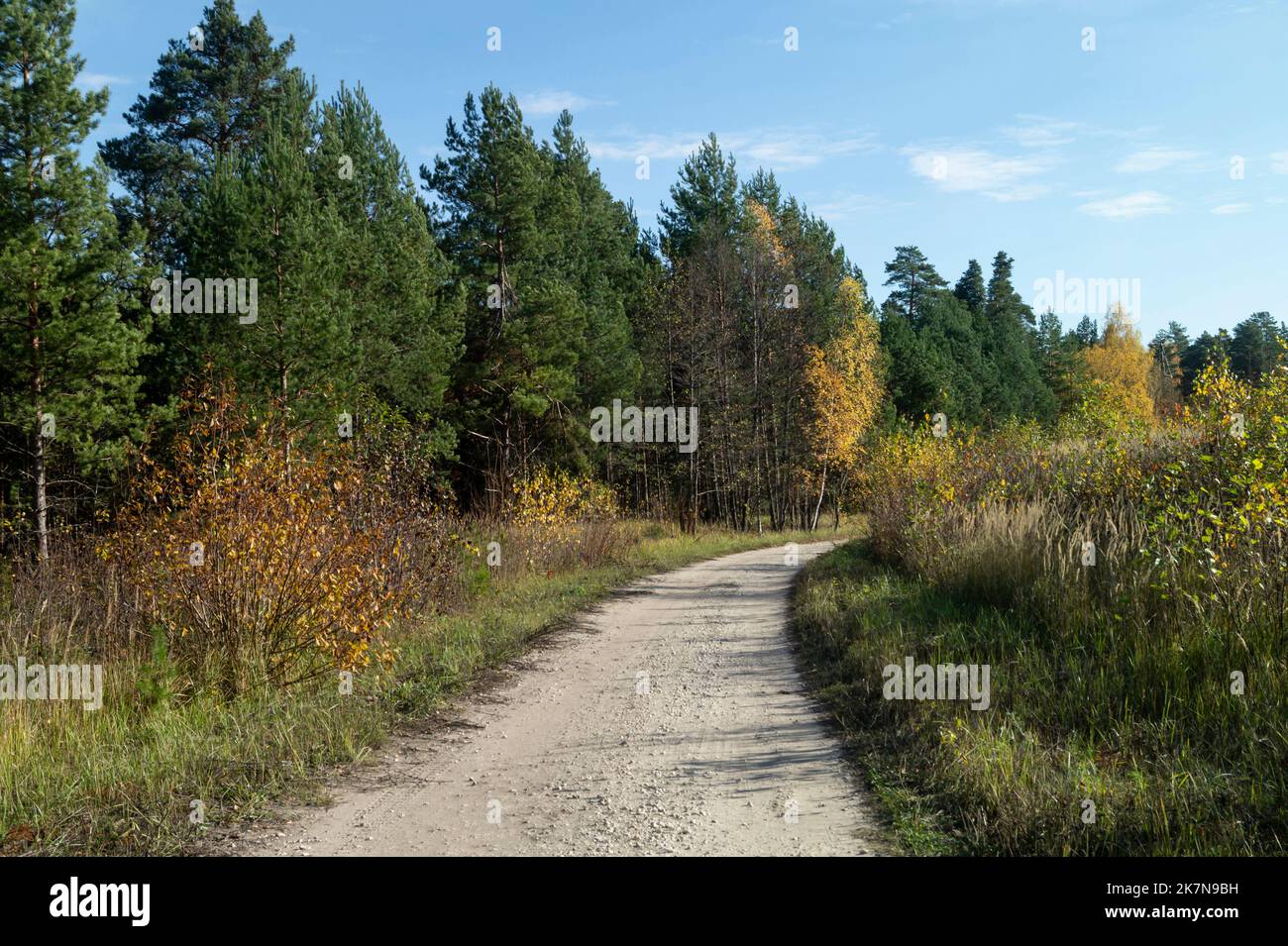 Schöne Landschaft gegen den blauen Himmel. Eine Straße in einem Kiefernwald. Schönheit in der Natur im Herbst Stockfoto