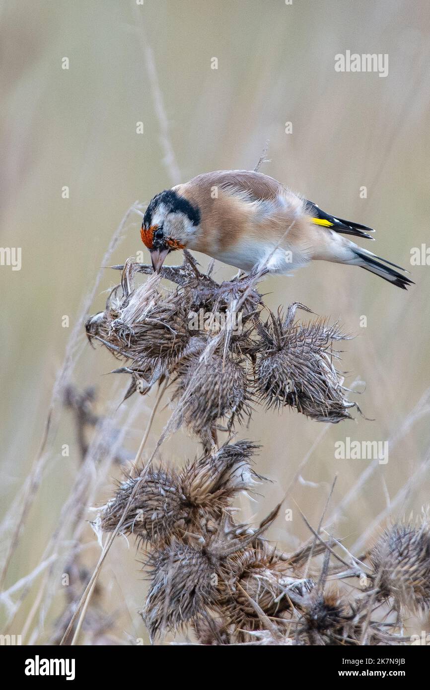 Europäischer Goldfink (Carduelis carduelis), der sich mit Speerdistelsamen ernährt, Inverurie, Aberdeenshire, Schottland, Großbritannien Stockfoto