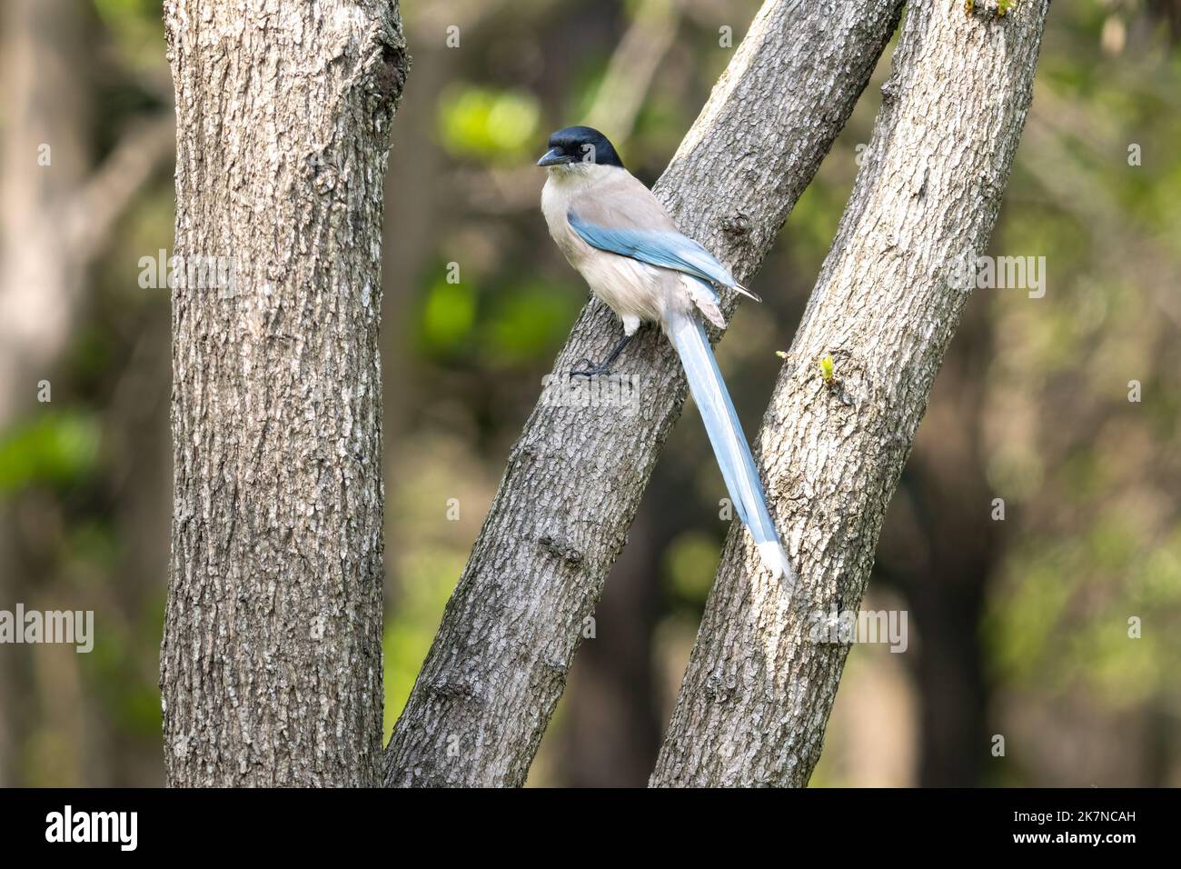 Nahaufnahme einer sitzenden, schönen azurblauen Flügelelster im Frühling an einem sonnigen Tag Stockfoto