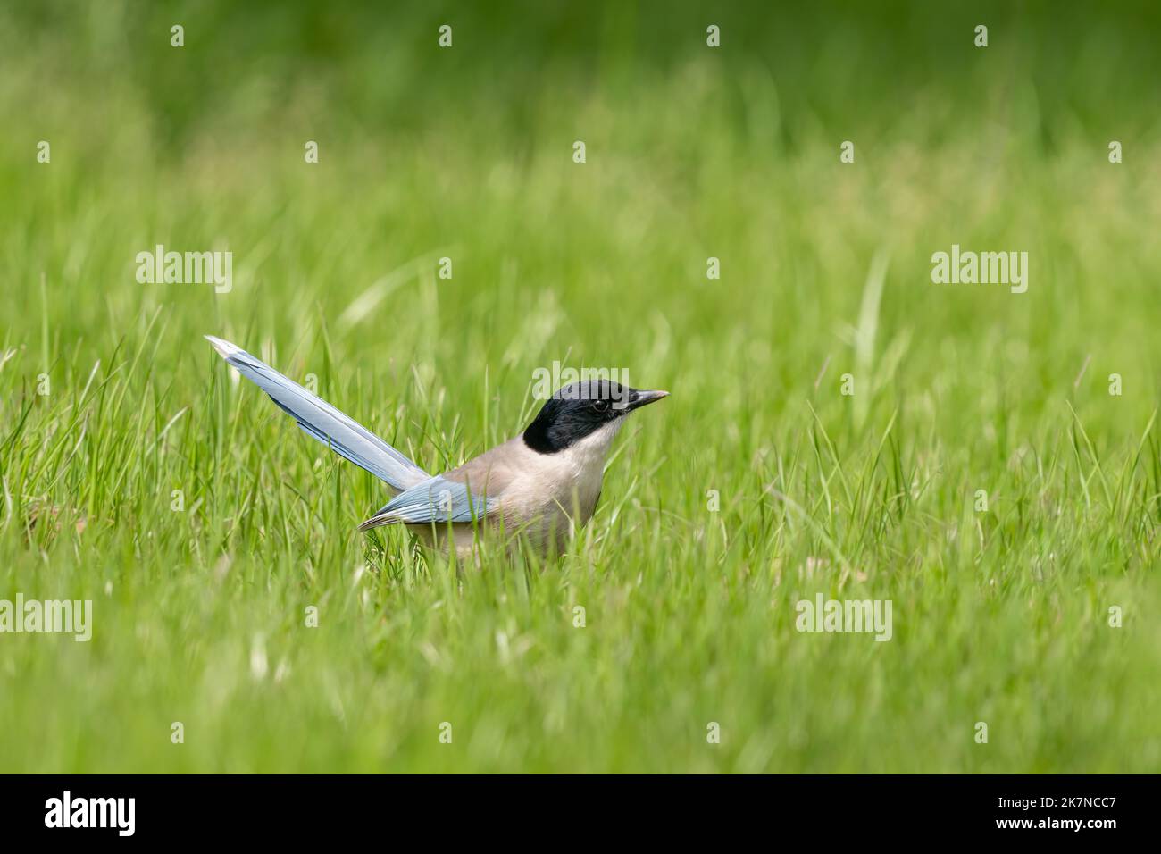 Nahaufnahme einer sitzenden, schönen azurblauen Flügelelster im Frühling an einem sonnigen Tag Stockfoto