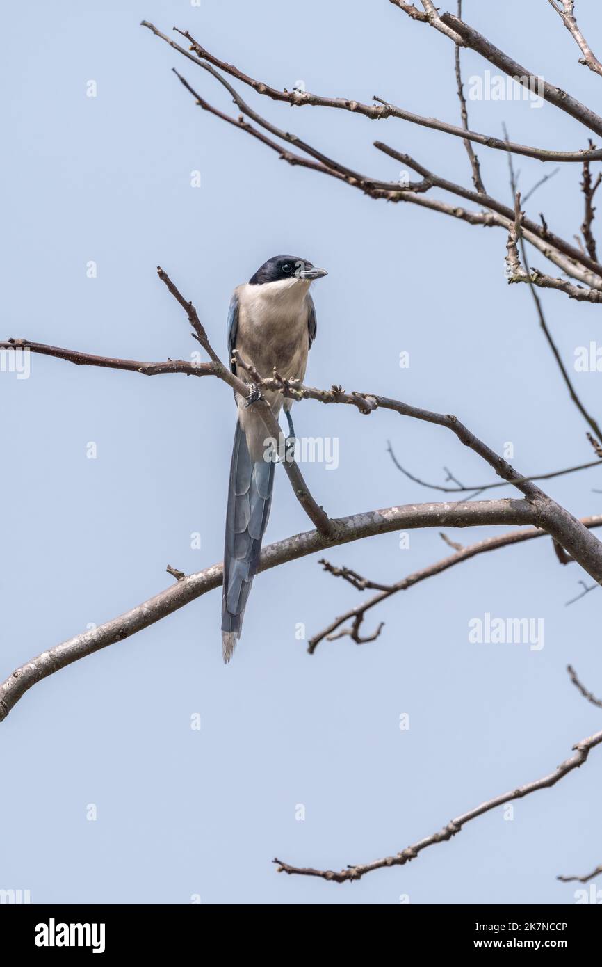 Nahaufnahme einer sitzenden, schönen azurblauen Flügelelster im Frühling an einem sonnigen Tag Stockfoto